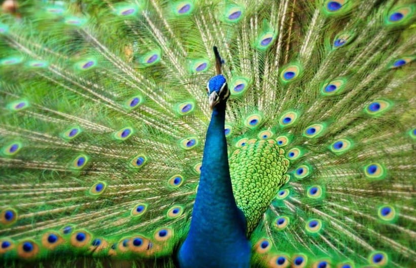 Kuala Lumpur: Bird Park, Butterfly & Garden Private Tour - KL Bird Park is the main attraction