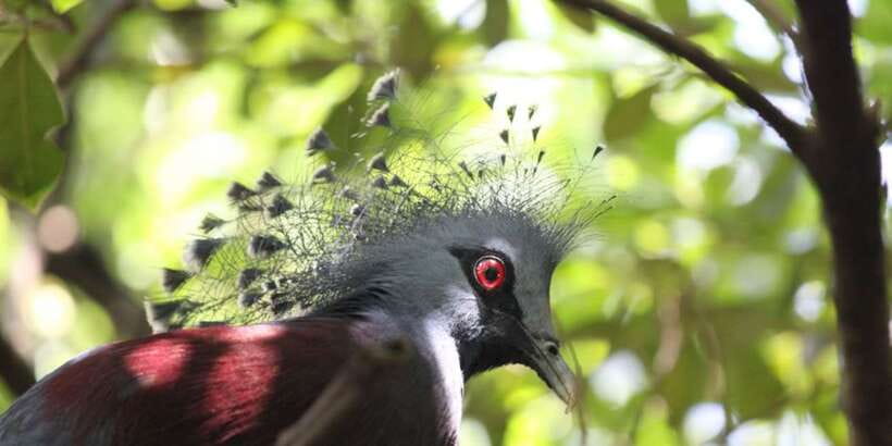 Kuala Lumpur: Bird Park, Butterfly & Garden Private Tour - Butterfly Park brings close-up encounters