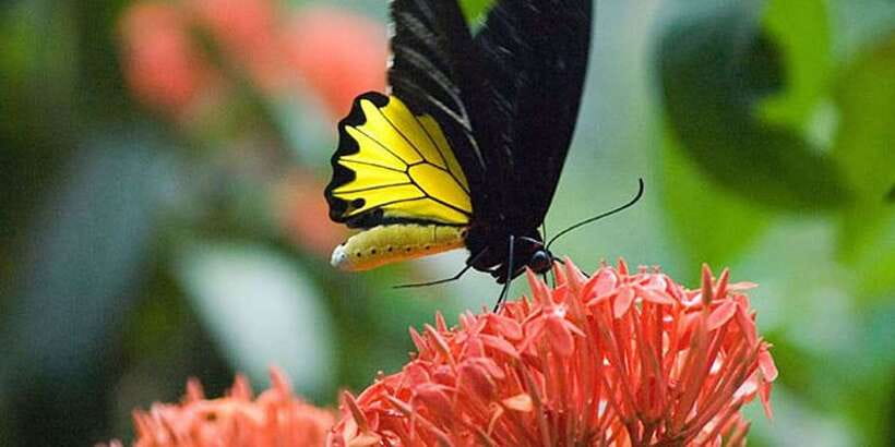 Kuala Lumpur: Bird Park, Butterfly & Garden Private Tour - A private vehicle makes the day easier