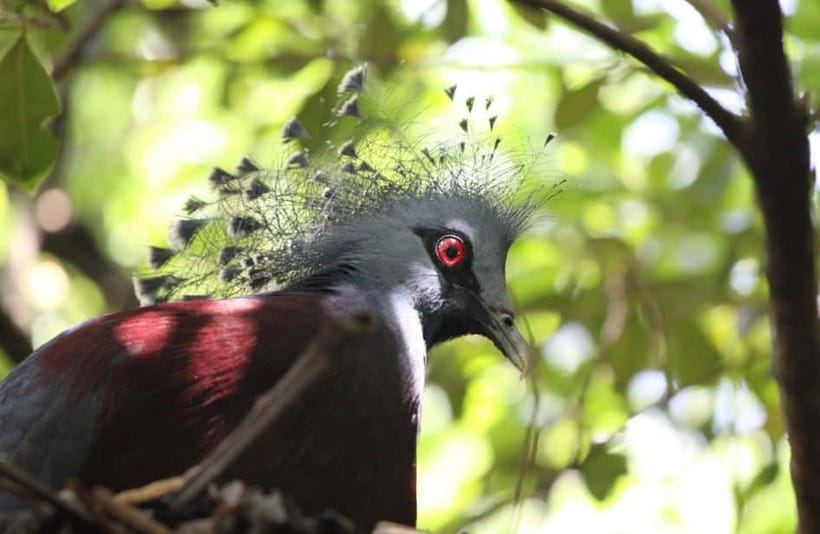 Kuala Lumpur: Bird Park, Butterfly & Garden Private Tour - The final call