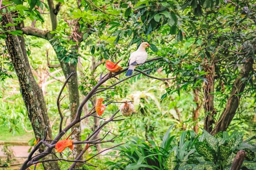 Kuala Lumpur: Bird Park Day Ticket & 1-Way Transfer - Key points at a glance