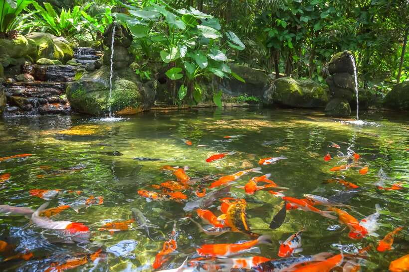 Kuala Lumpur: Bird Park Day Ticket & 1-Way Transfer - Why Kuala Lumpur Bird Park is worth your time