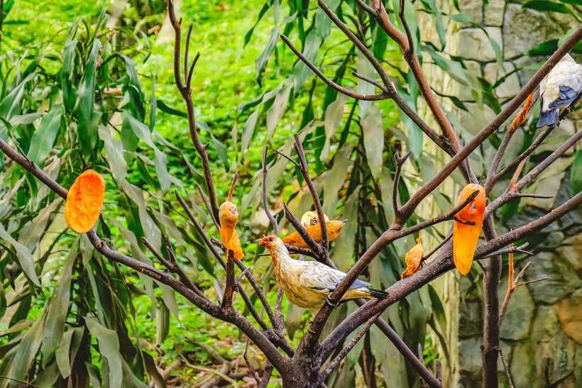 Kuala Lumpur: Bird Park Day Ticket & 1-Way Transfer - Zone 4, cages, and smaller aviaries