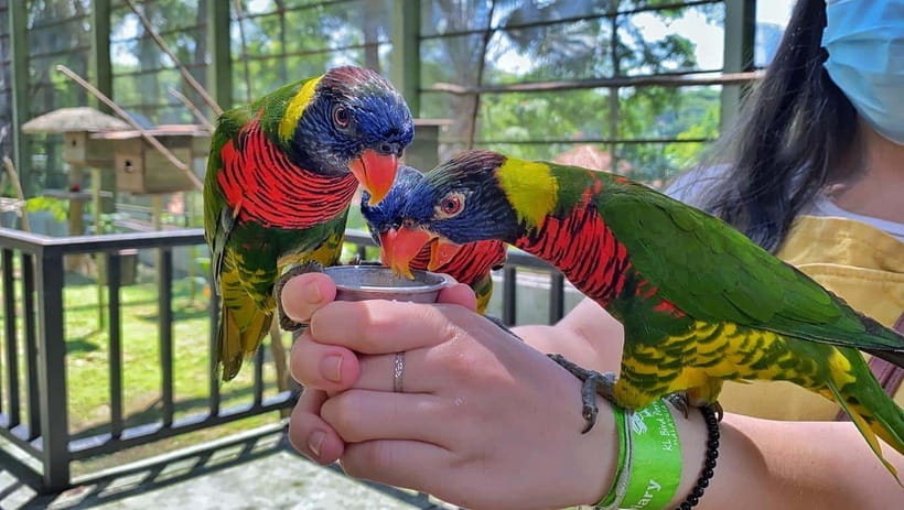 Kuala Lumpur: Bird Park Day Ticket & 1-Way Transfer - How much time should you allow?