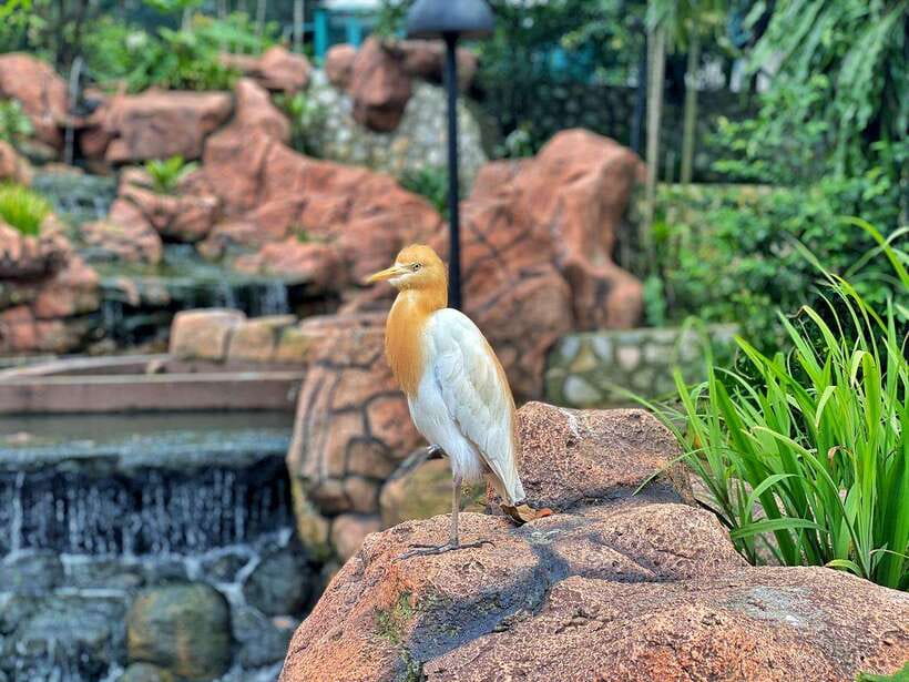 Kuala Lumpur: Bird Park Day Ticket & 1-Way Transfer - The missing return transfer