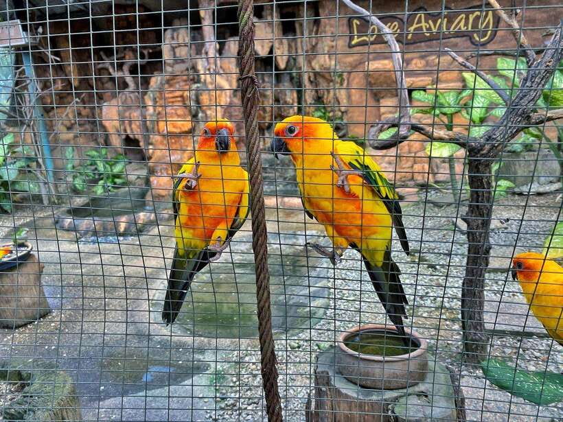 Kuala Lumpur: Bird Park Day Ticket & 1-Way Transfer - Who will enjoy this most?