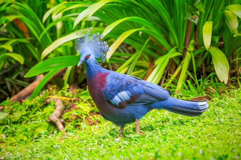 Kuala Lumpur: Bird Park Day Ticket & 1-Way Transfer - Zones 1 to 3 and the Hornbill Park
