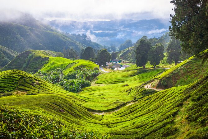 Kuala Lumpur: Cameron Highlands & Batu Caves Private Day Tour - Tanah Rata, lunch, and a short town walk
