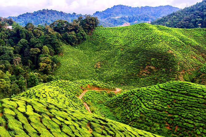 Kuala Lumpur: Cameron Highlands & Batu Caves Private Day Tour - BOH Sungai Palas and the best tea stop