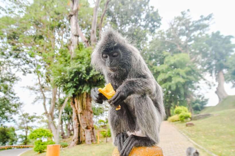 Kuala Lumpur: City Sights, Batu Caves and Fireflies Day Trip - One long day, three different sides of Malaysia
