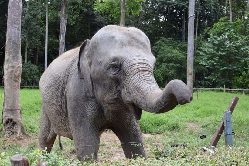 Kuala Lumpur Day Tour: Batu Caves & Elephant Sanctuary - Meeting rescued elephants at Kuala Gandah
