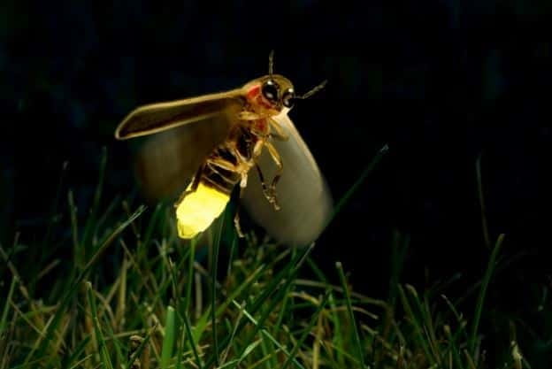 Kuala Lumpur: Fireflies & Blue Tears Tour with Seafood Meal - Key points at a glance