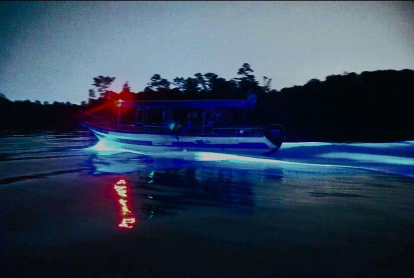 Kuala Lumpur: Fireflies & Blue Tears Tour with Seafood Meal - Fireflies along the Selangor River