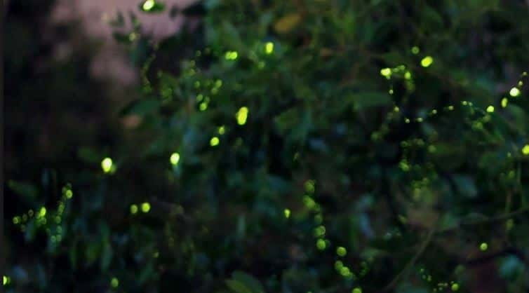 Kuala Lumpur: Fireflies & Blue Tears Tour with Seafood Meal - Melawati Hill and its friendly silver leaf monkeys