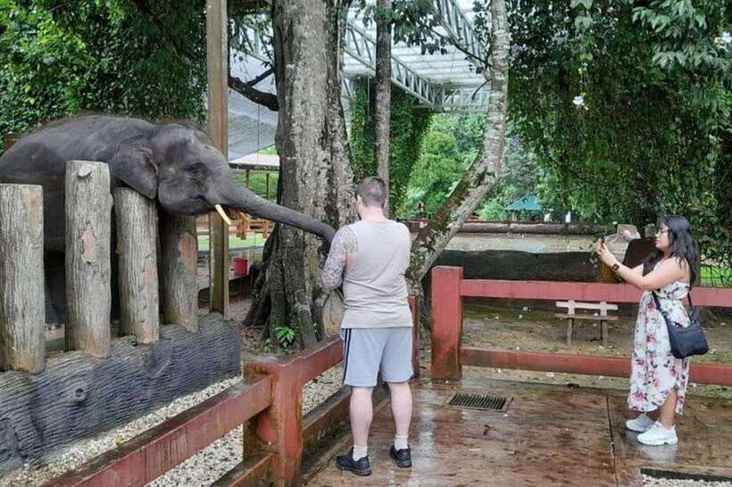 Kuala Lumpur: Kuala Gandah and Batu Caves Private Trip - Feeding time with sugar cane and bananas