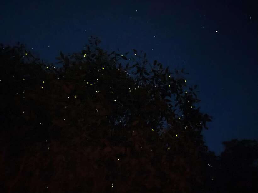 Kuala Lumpur: Kuala Selangor Fireflies and Blue Tears Tour - Why the firefly river cruise is worth the trip from Kuala Lumpur