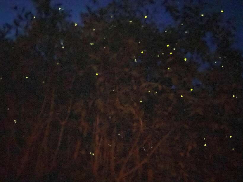 Kuala Lumpur: Kuala Selangor Fireflies and Blue Tears Tour - Feeding silvered leaf monkeys and macaques