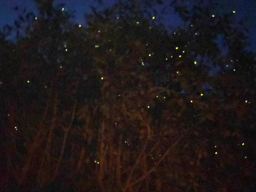Kuala Lumpur: Kuala Selangor Fireflies and Blue Tears Tour - Seafood dinner beside the fishing village