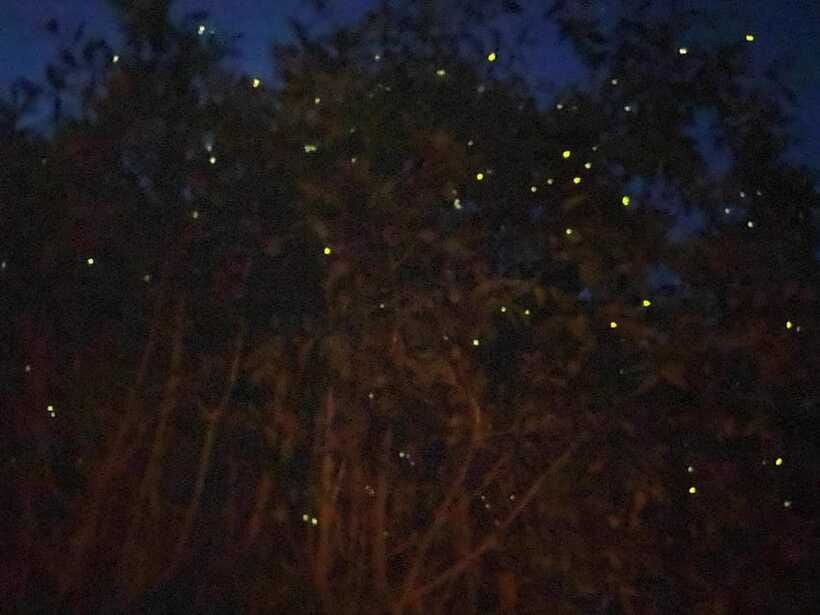 Kuala Lumpur: Kuala Selangor Fireflies and Blue Tears Tour - Searching for the Blue Tears after dark