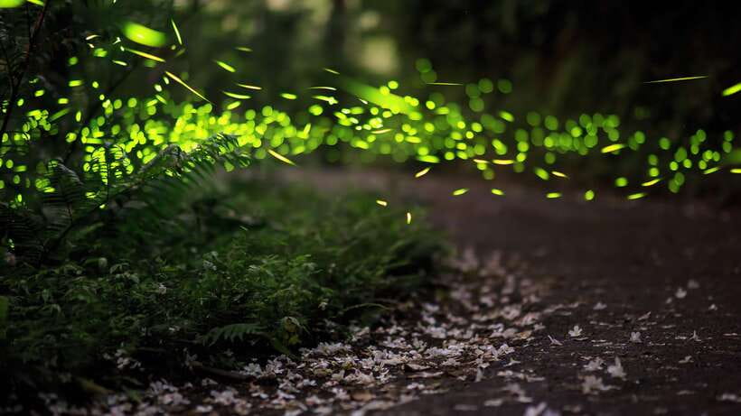 Kuala Lumpur: Kuala Selangor Firefly Tour and Dinner - The 4:00 PM pickup and private drive