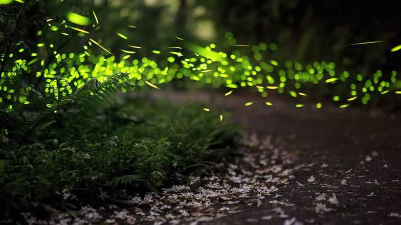 Kuala Lumpur: Kuala Selangor Firefly Tour and Dinner - What the guides add to the experience