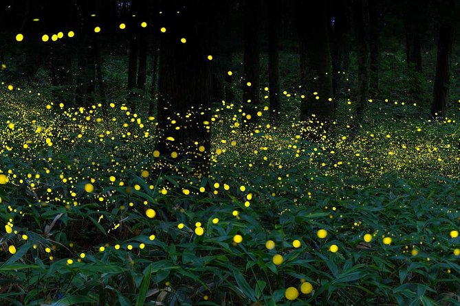 Kuala Selangor Evening Fireflies Experience with Fort Altingsburg - Bukit Melawati and the remains of Fort Altingsburg