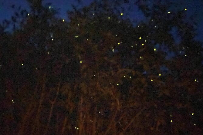 Kuala Selangor Fireflies and Blue Tears Tour with Dinner (SIC) - Key points to know before booking