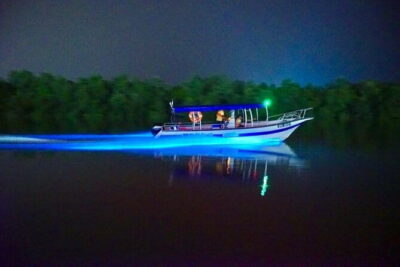 Kuala Selangor Fireflies and Blue Tears Tour with Dinner (SIC)