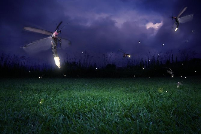 Kuala Selangor Fireflies Evening River Cruise from Kuala Lumpur - Key points to know before booking