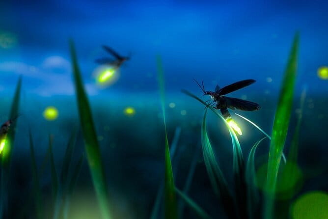 Kuala Selangor Firefly Blinkings Private Tour with Seafood Dinner - Why the firefly ride is the real reason to go