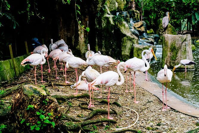 Kuala Selangor Sky Mirror Experience – Natural Mirror Beach Tour - Small marine life in the shallows