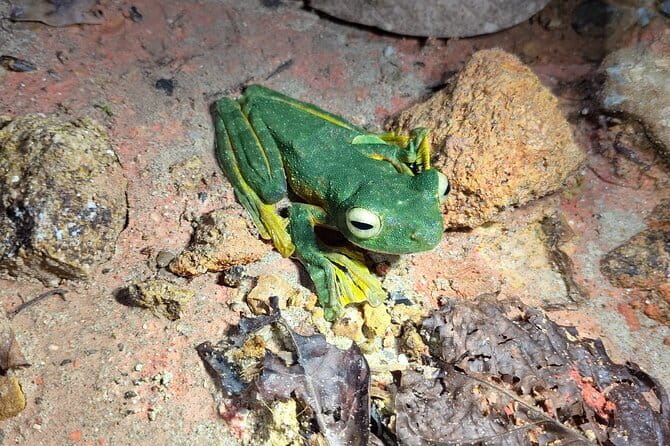 Kubah's Nocturnal Wonders Nighttime Frog Safari - Key points to know before you book