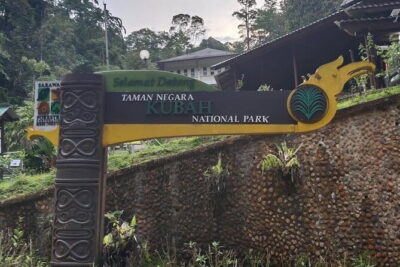 Kubah’s Nocturnal Wonders Nighttime Frog Safari
