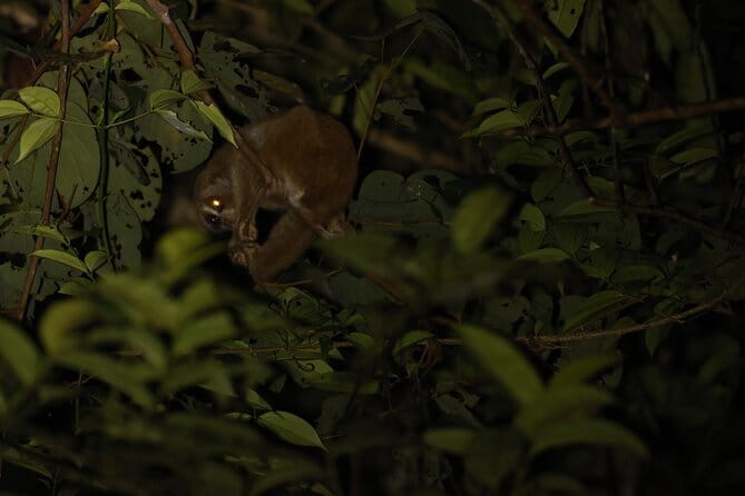 Kubah's Nocturnal Wonders Nighttime Frog Safari - Practical ways to prepare