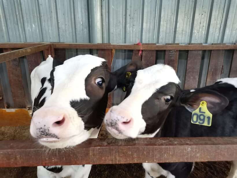 Kundasang : ATV Ride, Dairy Farm Visit & Meal Shared Tour - Key points to know before you book
