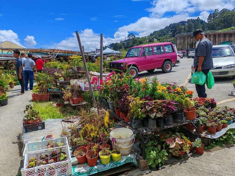 Kundasang : ATV Ride, Dairy Farm Visit & Meal Shared Tour - Kundasang Market and the possibility of Rafflesia