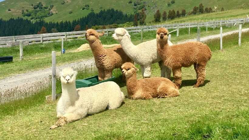Kundasang: Day Tour with Desa Dairy Farm and Alpaca Club - Pace, crowds, and weather