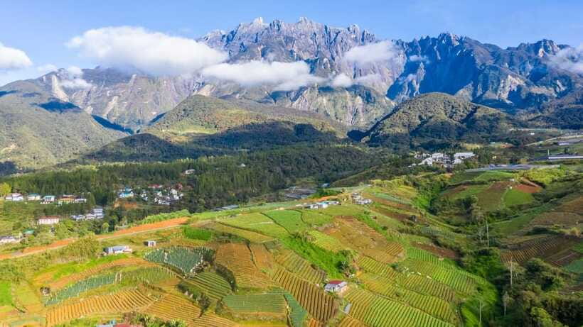 Kundasang: Day Tour with Desa Dairy Farm and Alpaca Club - A close look at alpacas