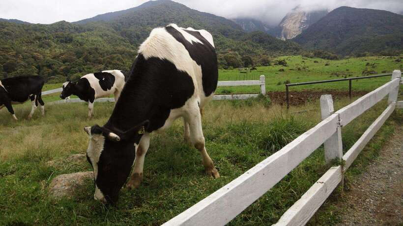 Kundasang: Day Tour with Desa Dairy Farm and Alpaca Club - What the $116 price really covers