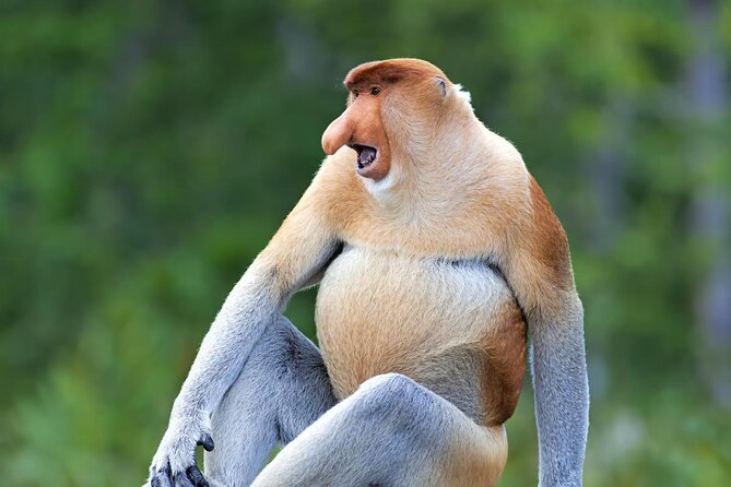 Labuk Proboscis, Sepilok, Sun Bear, Sandakan City Tour & Lunch - Key points to know before booking