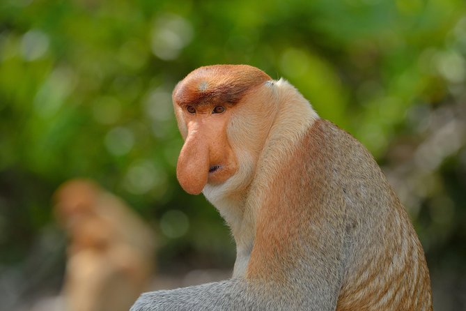 Labuk Proboscis, Sepilok, Sun Bear, Sandakan City Tour & Lunch - A full day of Borneo wildlife and Sandakan life