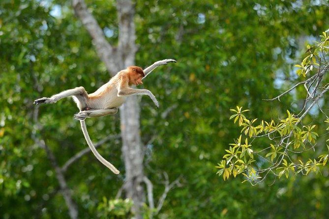 Labuk Proboscis, Sepilok, Sun Bear, Sandakan City Tour & Lunch - Lunch at a local restaurant