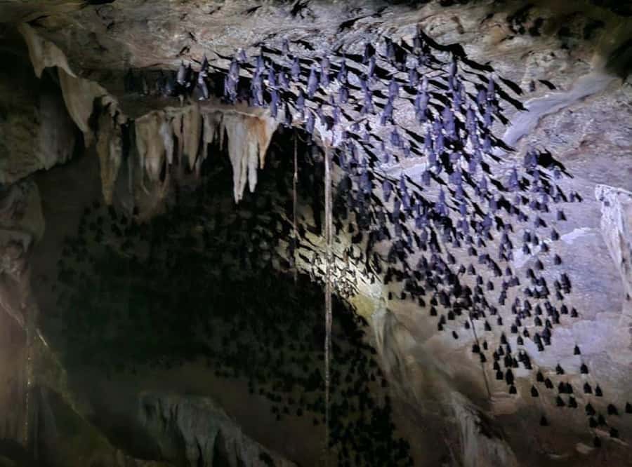 Langkawi: Boat Tour to Magic Island & Mangrove Cruise - Fish farms, stingrays, and groupers