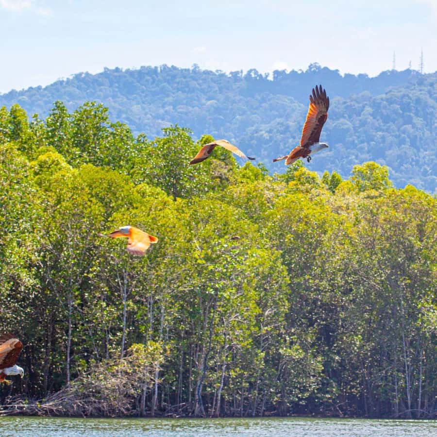 Langkawi: Boat Tour to Magic Island & Mangrove Cruise - Eagle feeding over the Kilim River