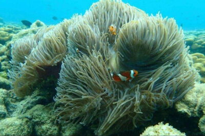 Dangli Island Snorkel and Swim Speedboat Tour