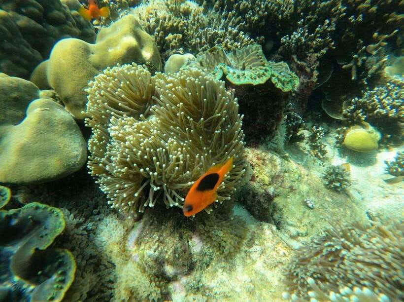 Langkawi: Dangli Island Snorkel and Swim Speedboat Tour - Is the Dangli Island tour worth booking?