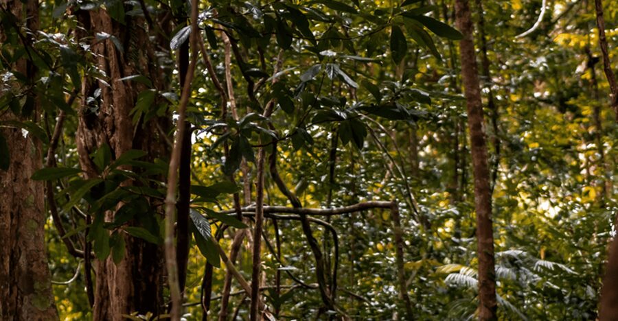 Langkawi: Dream Forest Langkawi Standard Admission Ticket - Should you book Dream Forest Langkawi?