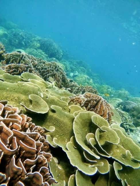 Langkawi: Floating Restaurant & Snorkeling Trip - A Kilim mangrove trip with an unusual lunch stop