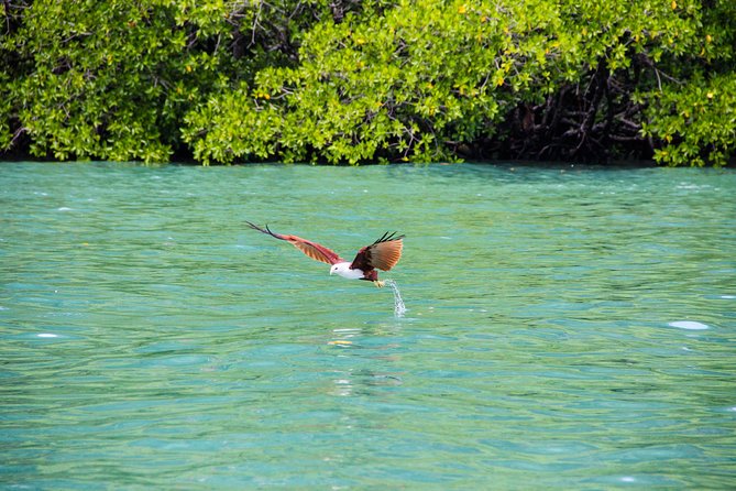 Langkawi Half Day Island Hoping Tour- Sharing basis - Pulau Singa Besar and the eagle show