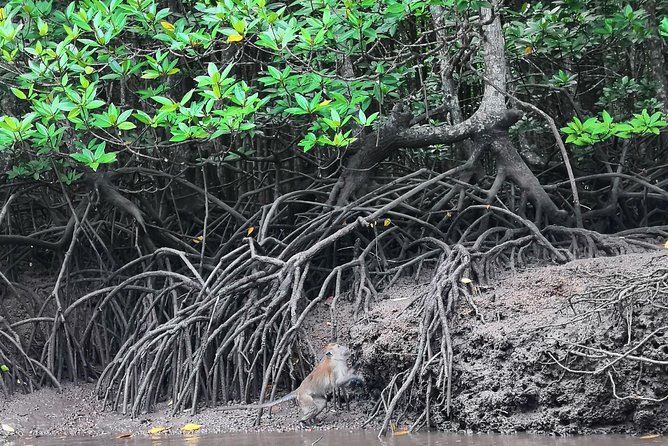 Langkawi Half Day Mangrove Tour - Sharing Basis - Why Kilim Geoforest Park is the right starting point